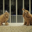 그루밍 캐나다 이미지