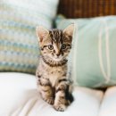 독한고양이 이미지