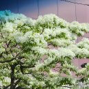 롯데마트 이팝나무 이미지