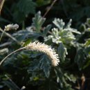 서리농장 이미지