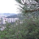 숲단비 이미지