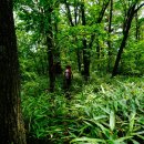 백두그린 이미지