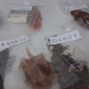 아이라이크펫 이미지