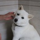 동물농장 이미지