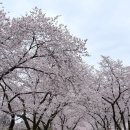 한일모텔 | 전주 진안 1박 2일 여행 코스: 마이산 벚꽃 실시간 개황 &amp; 카마호텔, 현지인 맛집 한일 후기
