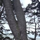 은암부분정비 | 전남 천사(1004)의 섬 다도해 신안 자은도의 분계 해변과 여인송