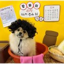 부산애견호텔 애견유치원 맘바이 부산북구점 이미지