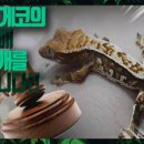 라피스게코 이미지