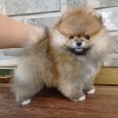 오렌지곰카페 이미지