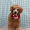 펫피파니 이미지