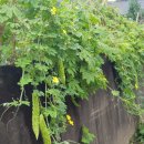 자연애오리 이미지