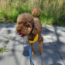 DOG 깨비 이미지