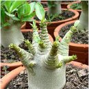 Adenium Arabicum 씨앗 나눔 이미지