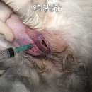 24시모란동물메디컬센터
