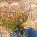 새천년농원 이미지