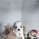 강아지분양 애견입양 아이러브독 인천점 이미지