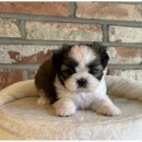 이편한도그 이미지