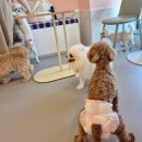 다시사랑받개 이미지