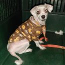 팔용로-2 이미지