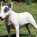 바우바우 이미지