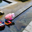 샛도리물 이미지