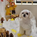 놀아줄개 이미지