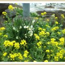 상모리-10 이미지