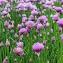 차이브(CHIVES)