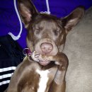 강아지발바닥 이미지