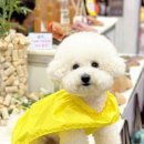 페트코코 이미지