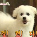 밈