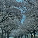 달성군유가면한정보건진료소 | 대구 : 벚꽃사냥터🌸🏹 추천 / 꽃보라동산, 달창저수지, 해안동 벚꽃길, DGIST(대구경북과학기술원)