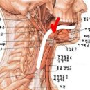 얘들아 입에서 목으로 넘어가는 그 부위쪽에 통증이있는데 이거 뭘까.... 이미지