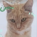 에버펫 동물병원 이미지