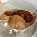 에스클래스 | 13kg 대용량+응고력 갑! 에스클래스 브라운 벤토나이트 후기