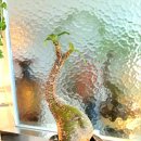 이상한 식물나라 이미지