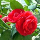 동백산방 이미지