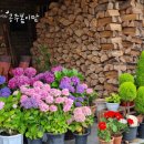 제라짐