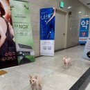 아쥬르의원 이미지