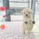 The멍멍 이미지