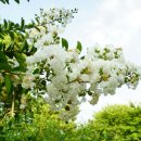 부평공원 이미지