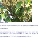 2. [대체의학]당뇨에 좋은 약초-여주,동백겨우살이,뽕나무(구지뽕),백년초 이미지