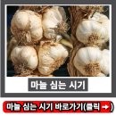 싱싱마늘 이미지