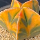 세나농장 이미지