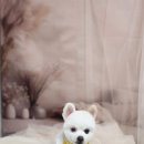 루이펫살롱 이미지