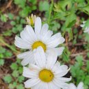 운장산 넘는길 이미지