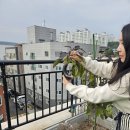 간식 텃밭 만들기 | 옥상 텃밭 가지 키우기, 직접 수확한 유기농 채소로 강아지 간식 급여