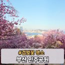 용호고등학교 맞은편 버스정류소 | 부산 민주공원 겹벚꽃 철쭉 개화 근황 위치 가는법 실시간 후기 반나절 풍류 예약방법