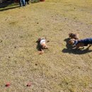 토이켄넬 | 남양주 켄넬 홈커밍데이 후기🐾 맑은 가을 하늘 아래 닥스훈트와 토이푸들의 행복한 하루