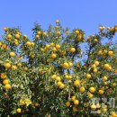 고금면-3 이미지